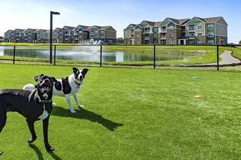 Two dogs standing on the grass at a dog park